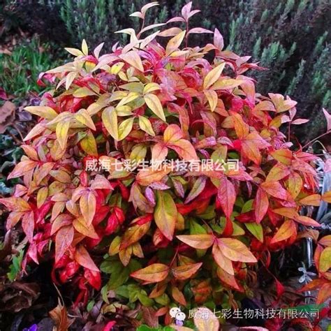 火焰南天竹|火焰南天竹 Nandina domestica Firepower植物智 [百科详情]